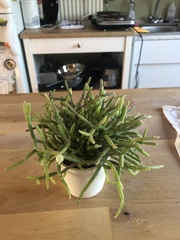 Rhipsalis burchellii