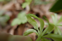 Peronospora calotheca