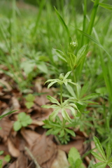 Peronospora calotheca