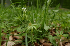 Peronospora calotheca
