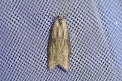 Doloploca punctulana