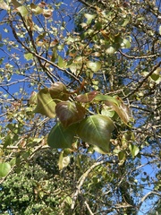 Populus nigra