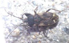 Eremocoris podagricus