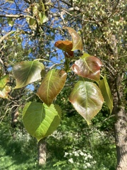Populus nigra