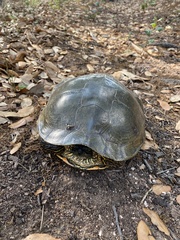 Pseudemys texana