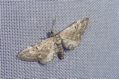 Eupithecia nanata