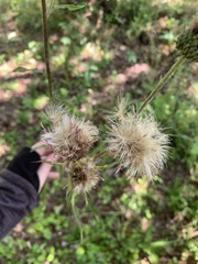 Cirsium carolinianum