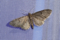 Eupithecia indigata