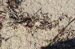 Poecilolepis maritima