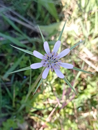 Image of Geropogon hybridus by (c) Cristina Olivares Collado, some rights reserved (CC BY)