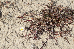Poecilolepis maritima
