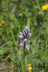 Orchis militaris