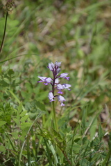 Orchis militaris