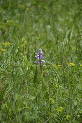 Orchis militaris
