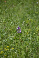 Orchis militaris