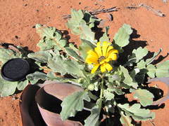 Arctotis chrysantha