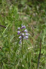 Orchis militaris