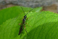 Odontocolon dentipes