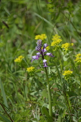 Orchis militaris
