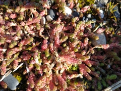 Sedum acre