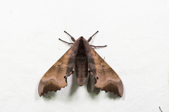Marumba gaschkewitschii gressitti