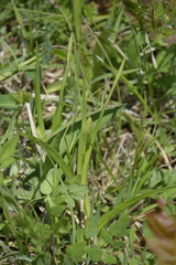 Anacamptis pyramidalis