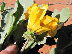 Arctotis chrysantha