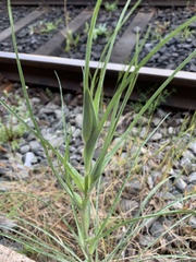 Tragopogon dubius