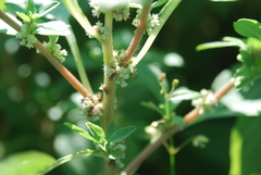Amaranthus anderssonii