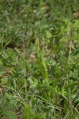 Anacamptis pyramidalis