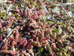 Sedum acre