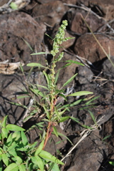 Amaranthus squamulatus