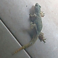 Hemidactylus platyurus