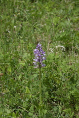 Orchis militaris