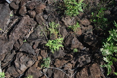 Amaranthus squamulatus
