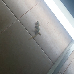 Hemidactylus platyurus