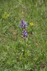Orchis militaris