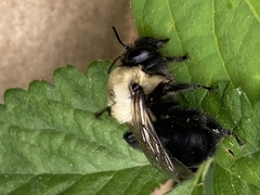 Anthophora abrupta