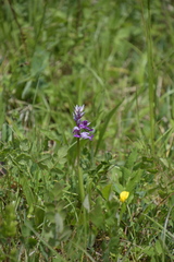 Orchis militaris