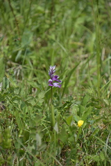 Orchis militaris