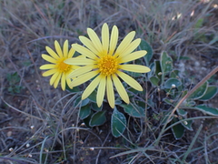 Haplocarpha lyrata