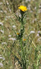 Scolymus grandiflorus