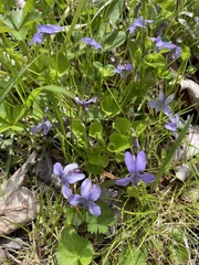 Viola selkirkii