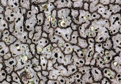 Lecanora oreinoides