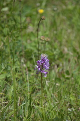 Orchis militaris