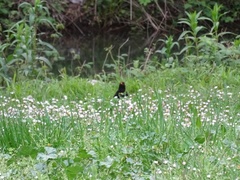 Turdus merula