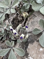 Pediomelum megalanthum