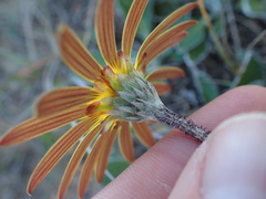 Haplocarpha lyrata