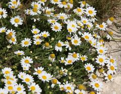 Anthemis secundiramea
