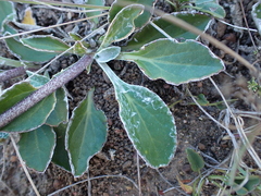Haplocarpha lyrata
